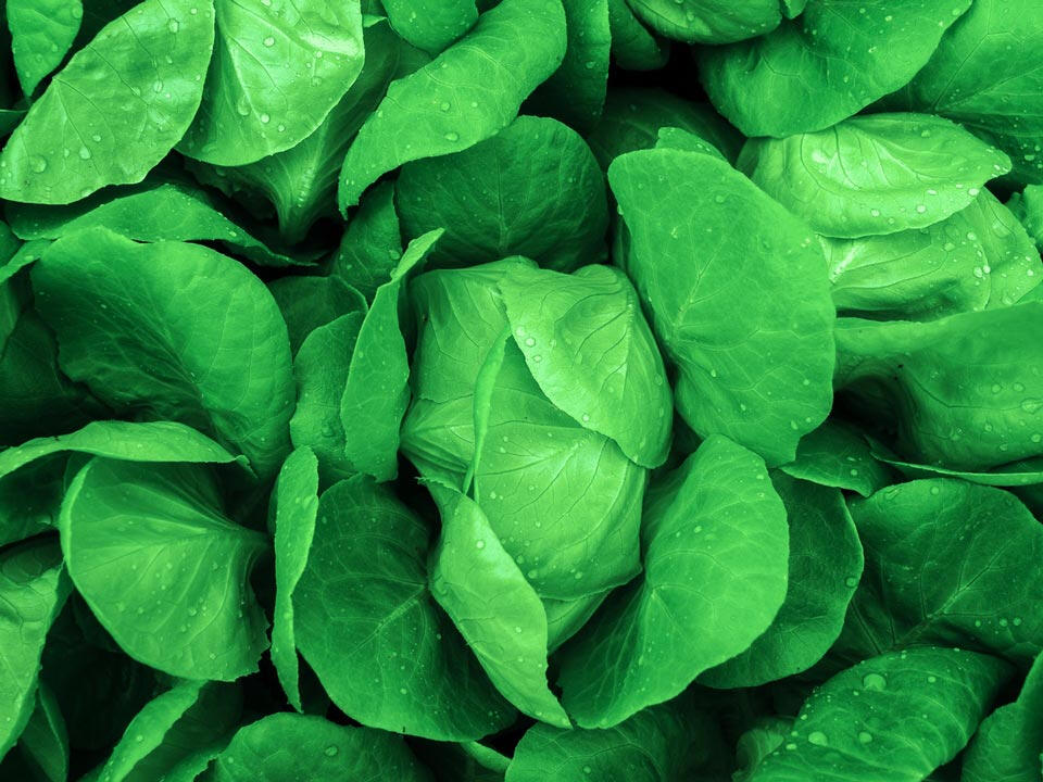 Eco Agriculture Photo de salade issue de l'éco agriculture écologique